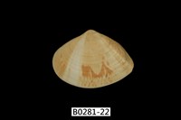 藏品(花蛤)的圖片